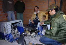 Animais foram atingidos por uma mancha de &oacute;leo na costa brasileira - Porthus Junior 