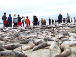 Temporada para pesca da tainha comeou no dia 15 de maio