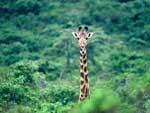 African Bambi