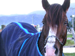 Meu cavalo Trovo da JE, filho do Debochado do Quartel Mestre 