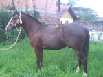 Meu cavalo Esteio da Camila 