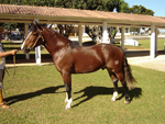 Meu cavalo Bambollero da Bandeirantes na classificatria de Castro em 2005