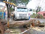 Tambm em Santo ngelo, uma rvore tombou no meio da rua