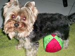 O Toddy, meu filhote querido, brincando com sua bolinha