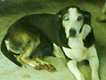Est  a Sara...tem 15 anos... membro da familia Trevizol em Descanso-SC