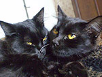 Quiqui e Juju so minhas gatinhas negras do corao. Vieram de uma ninhada de sete gatos pretos. So meus doces e companheiras