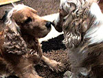 Um carinho entre pai e filha. Alemo e Luna, dois cockers spaniels lindos