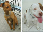 Hana a pitbul e Mel a pinther, as cachorras mais lindas e carinhosas que eu j conheci, so realmente duas amigas que pode se contar pra qualquer hora