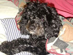 Minha melhor amiga, Mel ela  super fiel  mim. Amo Muito essa poodle... melhor presente da minha vida, ganhei da minha me