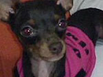 KaKau, pincher, 6 meses, uma cachorrinha muito esperta! Nossa alegria