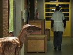 Staurikosaurus 3D no corredor o pesquisador Cesar Schultz