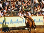 Ginete Jos Fonseca Macedo (Zeca Macedo), com o macho Matreiro do Itaporor, comemora o ttulo