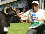 Grande campeo da raa KaraKul