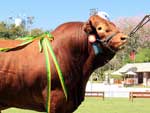 Grande Campeo da Raa Limousin