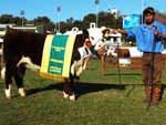 Grande Campe fmea - bovinos hereford