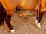 Com o forte calor, o importante  ficar  sobra. O cachorro encontrou um cantinho para se refrescar