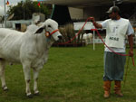 Grande campeo da raa Tabapu