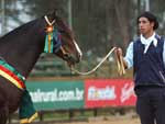Grande campeo cavalo crioulo