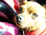 Este  o Llu, meu cachorrinho 