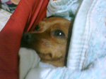 Esta  a Pitty, cachorrinha que pertence a minha irm