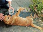 Um cachorro vira-lata que teria sido atropelado por uma moto agoniza desde a noite de segunda-feira na calada do Posto Petrobrs, na esquina da Avenida Sertrio com a Rua Diamantina
