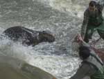 Em 2004, uma capivara deu trabalho aos homens do Batalho Ambiental, que precisaram retir-la do Dilvio