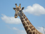 Na reserva estadual Hluhluwe Park,  possvel ver muitos animais, como girafas