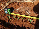 A soja germinando na lavoura demonstrativa de Rio Verde (GO)