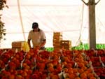 O evento tem promovido o consumo do pssego, transformando Porto Alegre na cidade brasileira com o maior consumo da fruta per capita