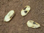 Percevejo identificado pelos alunos da lavoura de Campo Verde (MT)