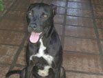 Meu nome  Tobby, tenho dois anos, sou castrado e vacinado. Adoro brincar e sou excelente co de guarda. Minha protetora me pegou h um tempo, muito magro e maltrado. Hoje estou muito bem, somente esperando uma familia que cuide de mim. Voce quer me adotar?? Vou proteger bem a sua casa, viu? Fala com a minha protetora! E-mail: leilafln@gmail.com - ou pelo telefone (48) 9961-8441