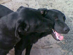 Amor de me  para sempre! Esta  a minha labrador Luana e seu filho tila, de um ano e cinco meses. Ela  a maezona do tila, da Capitu e do Napoleo. A Luana adora os filhos,  comovente olhar os quatro juntos 