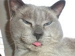 Nino  um gato siams