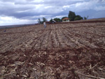 Lavoura demonstrativa de Maring (PR) com 50% das plantas emergidas
