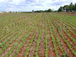 Lavoura demonstrativa de Rio Verde (GO) em 16 de novembro de 2009 