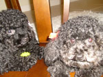 Estvamos um dia de manh com minhas cachorras fazendo muita baguna e brincando com a bolinha, ento resolvi tira uma foto