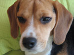 Esse  o Thunder, o melhor amigo que tenho. Ele tem dois aninhos e desde que entrou na minha vida trouxe muita alegria e vrios mveis novos (ele roeu o sof, estante, cama, colcho, chinelos, roupas...). Ele fez renascer em mim os melhores sentimentos que o ser humano pode ter. Eu amo o meu co!!!!