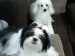 No dia em que a sapeca Mel (lhasa) no quis entrar no carro de sua dona Alyne, foi a Nina (poodle) quem convenceu a amiguinha a segu-las. Alyne diz que ficou surpresa com a atitude da Nina e o cuidado e carinho que tem pela Mel