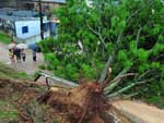 Vendaval em Viamo derrubou rvores e assustou moradores