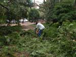 Depois que todas as rvores que ameaam casas forem retiradas, a Sman vai focar no trabalho em parques e praas da Capital