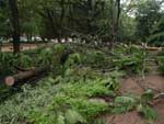 Nas mais de 400 ocorrncias registradas pela Sman em Porto Alegre, constam desabamento de rvores e galhos