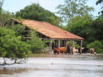 Populao sofre com a chuva na Ilha de Santo Antnio