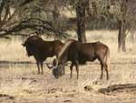 Os gnus so animais conhecidos por suas migraes. Se estima que mais um milho troque de terreno em busca de comida