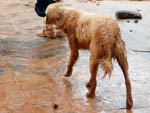 Cachorro perdido no meio da lama.