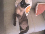 Esse  o Patrick, o melhor gato do mundo.  uma criana em casa, sentado no sof, fazendo charme...