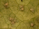 Ferrugem asitica infecta planta de soja na lavoura demonstrativa de Rio Verde (GO)