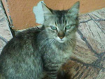 Doa-se esta gatinha de aproximadamente 2 anos. Recm deu cria e j est vacinada. Ela apareceu na casa da minha me h duas semanas trazendo seus filhotes, que j foram doados. Quem tiver interesse, favor entrar em contato com Carem pelo telefone (51) 3472.0573 ou email gabriela_srx@yahoo.com.br 