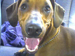 Meu daschund lindo 