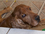 Meu co cocker Bob tem oito anos,  caramelo e tem pelos esbranquiados no focinho e lombo. Ele fugiu de casa no dia 24/11, do bairro Ipanema, em Porto Alegre, junto com meu outro co, o Thor, um dalmata de 10 anos que foi encontrado no bairro Vila Nova trs dias depois. O Bob foi visto proximo de um condominio na Vila Nova, porm ainda no foi encontrado. Estou desesperada, j que ele necessita de uma cirurgia. Contato: izalima@terra.com.br 