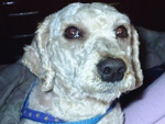 Perdi meu cachorrinho no dia 09/12/2009 na cidade de Osasco-SP, no Bairro do Bela Vista, mas pode estar em qualquer lugar. Ele  macho, atende por Ronquinho ou Ronco, tem oito anos, cor champanhe. No momento est totalmente tosado. Pago R$ 150 para quem devolv-lo. Contato: amariliscamargo@yahoo.com.br 